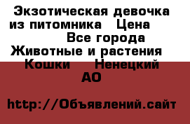 Экзотическая девочка из питомника › Цена ­ 25 000 - Все города Животные и растения » Кошки   . Ненецкий АО